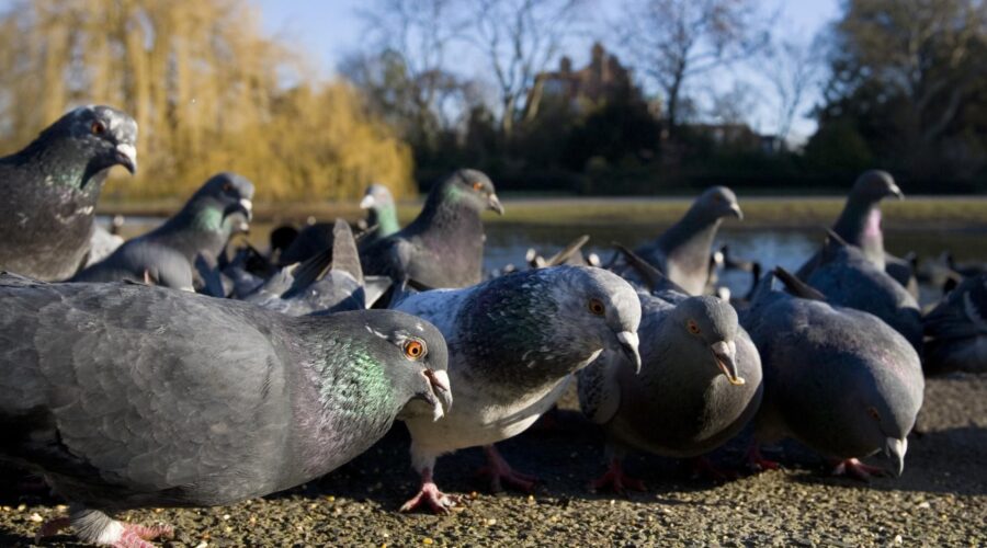the untold damage a bird infestation can cause 3 900x500